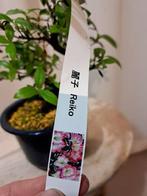 Azalea bonsai (Rhododendron) - Hoogte (boom): 27 cm - Diepte