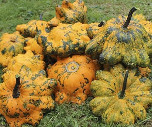 Helios F1 Patisson Pompoen 50 zaden, Hobby en Vrije tijd, Knutselen, Nieuw, Ophalen of Verzenden