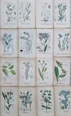 Diedrich Franz Leonhard von Schlechtendal (1794 / 1866) -, Antiek en Kunst