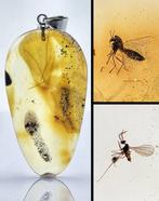 Barnsteen - Rare Double Wasp Inclusion Amber Pendant –, Verzamelen