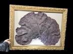 . - Diorama Very big real purple sea sponge - incide antique, Nieuw