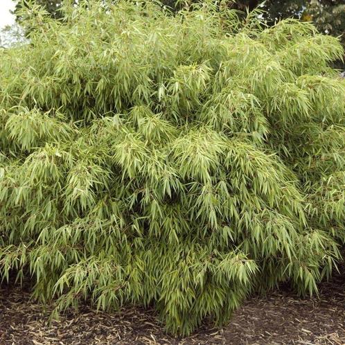 Fargesia Rufa - 60-80 cm, Tuin en Terras, Planten | Tuinplanten, Ophalen of Verzenden