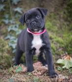 Schitterende RetroMops pupjes, Parvo, Overige rassen, 8 tot 15 weken, Meerdere