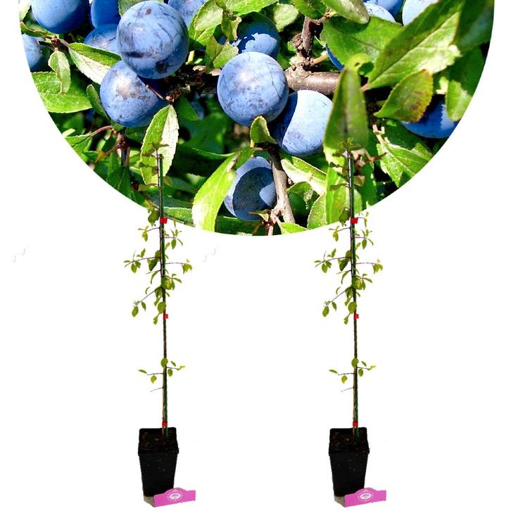 Prunus spinosa + Pot 9cm 2 stuks, Tuin en Terras, Planten | Fruitbomen, Verzenden
