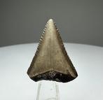 Witte haai - Fossiele tand - 2.9 cm - 2.2 cm (Zonder, Verzamelen, Mineralen en Fossielen