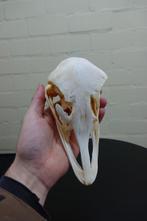 Struisvogel Schedel - Struthio camelus - 0 cm - 19 cm - 10, Verzamelen, Nieuw