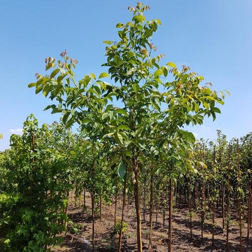 Walnootboom - Juglans regia - Omtrek: 14-18 cm | Hoogte: 350, Tuin en Terras, Planten | Bomen, Ophalen of Verzenden