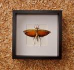 Grasshopper Taxidermie volledige montage - Tropidacris dux -