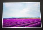 Viet Ha Tran - Song of purple V