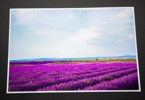 Viet Ha Tran - Song of purple V, Antiek en Kunst, Kunst | Schilderijen | Modern