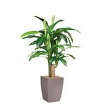 Dracaena Fragans kunstplant, H120cm, Ophalen of Verzenden
