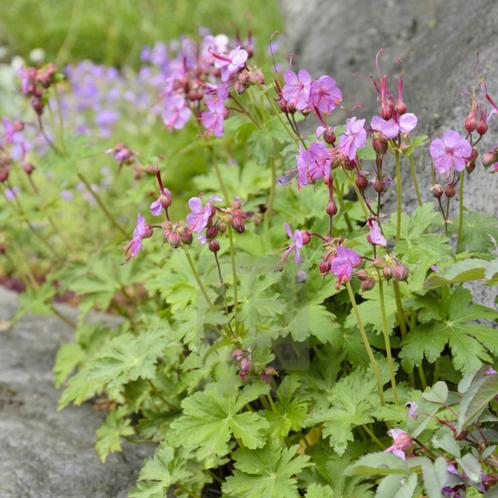 Geranium macrorrhizum - Potmaat 9x9 cm, Tuin en Terras, Planten | Tuinplanten, Ophalen of Verzenden