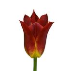 Bloembollen - 32 x Tulp Striking Match - rood met geel, Tuin en Terras, Bloembollen en Zaden, Verzenden, Voorjaar, Volle zon, Bloembol