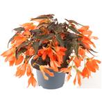 Begonia Boliviensis - Bonaparte Night Fever Papaya, Ophalen of Verzenden
