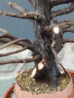 Jeneverbes bonsai (Juniperus) - Hoogte (boom): 120 cm -