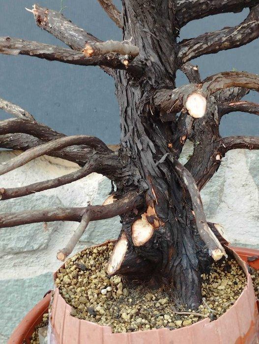 Jeneverbes bonsai (Juniperus) - Hoogte (boom): 120 cm -, Antiek en Kunst, Curiosa en Brocante