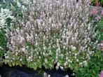 Tiarella cordifolia / wherryi schuimbloem, P9 bodembedekkers
