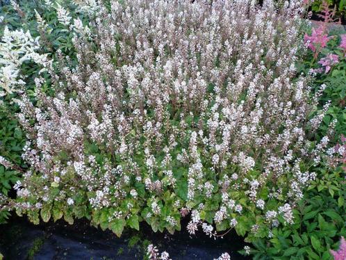 Tiarella cordifolia / wherryi schuimbloem, P9 bodembedekkers, Tuin en Terras, Planten | Tuinplanten, Bodembedekkers, Vaste plant