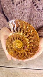 Ammoniet - Gefossiliseerd dier - Aioloceras (Cleoniceras), Nieuw