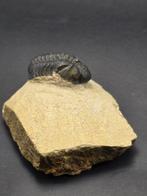 Trilobiet - Gefossiliseerd dier - Phacops - 6 cm (Zonder, Verzamelen