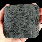 Fossiele plant met uitzonderlijke preservatie!! -