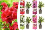 Mix van 4 kleuren Azalea tuinplanten (20 - 38 cm), Tuin en Terras, Planten | Tuinplanten