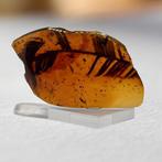 Amber - Barnsteen - 70 mm - 36 mm, Verzamelen, Mineralen en Fossielen