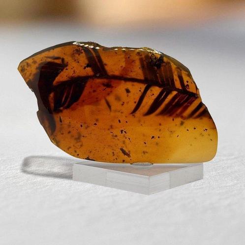 Amber - Barnsteen - 70 mm - 36 mm, Verzamelen, Mineralen en Fossielen