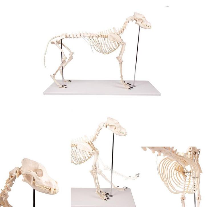 Anatomie model skelet hond Boris, 90x16x65 cm, Sport en Fitness, Massageproducten