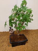 Japanese maple bonsai (Acer palmatum) - Hoogte (boom): 32 cm