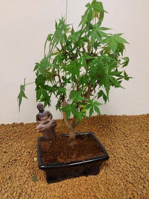 Japanese maple bonsai (Acer palmatum) - Hoogte (boom): 32 cm, Antiek en Kunst, Curiosa en Brocante