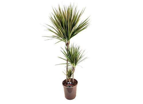 XL Dracaena Bicolor dragon tree, Huis en Inrichting, Kamerplanten, Verzenden