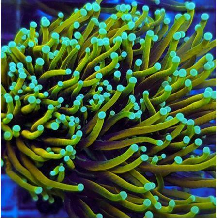 Euphyllia glabrescens Dragon Soul (3 koppen), Dieren en Toebehoren, Vissen | Aquaria en Toebehoren, Ophalen of Verzenden