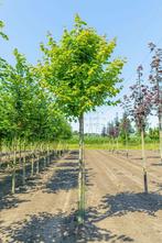 Acer rubrum hoogstam, Tuin en Terras, Planten | Tuinplanten