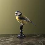 Pimpelmees Taxidermie Opgezette Dieren By Max, Verzamelen, Dierenverzamelingen, Ophalen of Verzenden, Nieuw, Vogel, Opgezet dier