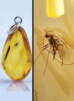 Barnsteen - Collectible Baltic Amber Pendant – Preserved
