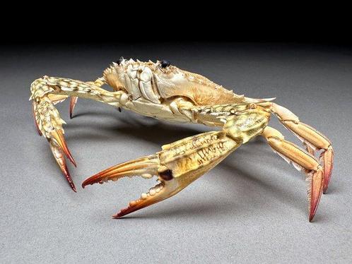 Uitstekende krab Pantser - Portunus sp. - 15 cm - 18.5 cm -, Verzamelen, Dierenverzamelingen