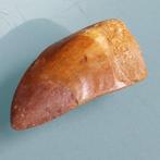 Dinosaurus - Fossiele tand - Carcharodontosaurus sp. - 32 mm