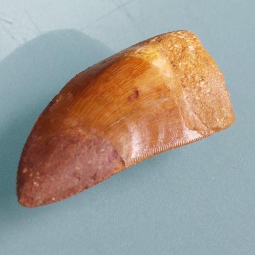 Dinosaurus - Fossiele tand - Carcharodontosaurus sp. - 32 mm, Verzamelen, Mineralen en Fossielen