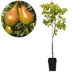 Stoofpeer Pyrus communis Gieser Wildeman + Pot, Tuin en Terras, Planten | Fruitbomen, Volle zon, Verzenden