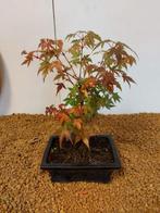 Japanese maple bonsai (Acer palmatum) - Hoogte (boom): 25 cm, Antiek en Kunst