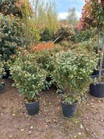Viburnum tinus Eve price sneeuwbal, Ophalen