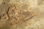 vogel - Fossiel skelet - Confuciusornis - 21 cm - 22 cm, Verzamelen