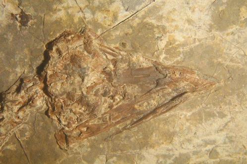 vogel - Fossiel skelet - Confuciusornis - 21 cm - 22 cm, Verzamelen, Mineralen en Fossielen