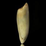 Walrus Tand - Odobenus rosmarus - 51 mm - 18 mm - 14.5 mm-, Verzamelen, Nieuw