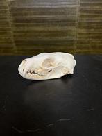 Vismarter Schedel Taxidermie Opgezette Dieren By Max, Verzamelen, Dierenverzamelingen, Ophalen of Verzenden, Nieuw, Wild dier