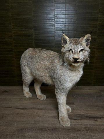 Lynx Taxidermie volledige montage - Lynx canadensis - 62 cm beschikbaar voor biedingen