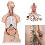 Anatomie model torso met organen, unisex, 21-delig, 87 cm, Nieuw, Verzenden