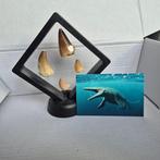 Dinosaurus Tand - Mosasaurus - 11 cm - 5 cm - 11 cm - (4), Verzamelen, Nieuw