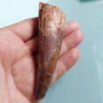 Dinosaurus - Fossiele tand - Spinosaurus aegyptiacus - 108